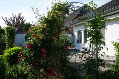 Lonicera periclymenum ve tırmanan koyu pembe gül bahçedeki pergola yakınında çiçek açar. Rose, Rosaceae familyasından, Rosa cinsine ait uzun ömürlü bir çiçek bitkisidir. Berlin, Almanya 