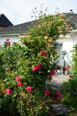 Lonicera periclymenum ve tırmanan koyu pembe gül bahçedeki pergola yakınında çiçek açar. Rose, Rosaceae familyasından, Rosa cinsine ait uzun ömürlü bir çiçek bitkisidir. Berlin, Almanya 