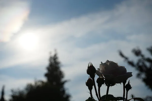 Angol Rózsa James Galway Rózsaszín Virágokkal Kertben Rose Egy Fás — Stock Fotó
