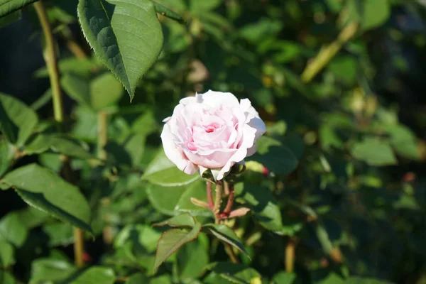 庭にはピンク色の花を咲かせる英語の James Galway が咲きました ローズは ロサ科のロサ属の木質多年草の開花植物です ドイツ ベルリン — ストック写真