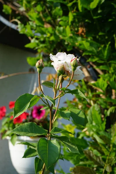 Αγγλικό Τριαντάφυλλο James Galway Και Πετούνιες Μια Κρεμάμενη Γλάστρα Ανθίζουν — Φωτογραφία Αρχείου