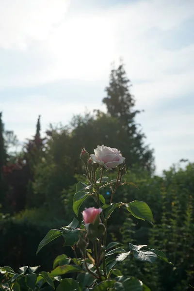 영국의 제임스 골웨이 정원에 분홍색 로즈는 Rosaceae 속하는 Rosa 장미꽃 — 스톡 사진