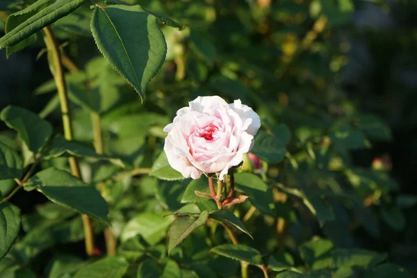Englische Rose James Galway Mit Rosa Blüten Blüht Garten Rose — Stockfoto