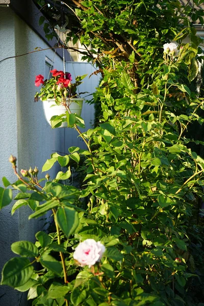 Rosa Inglesa James Galway Petunias Una Flor Maceta Colgante Jardín — Foto de Stock