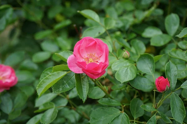 Rózsa Marion Bokor Virágzik Gazdagon Rózsaszín Virágok Kertben Rose Egy — Stock Fotó