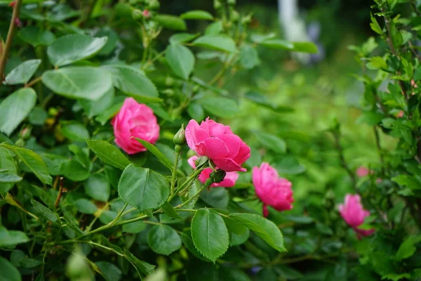 Krzew Róży Marion Obficie Kwitnie Różowymi Kwiatami Ogrodzie Rose Jest — Zdjęcie stockowe