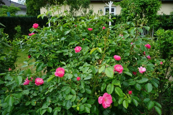 马里昂 灌木盛开 花园里开满了粉红色的花 玫瑰是蔷薇属的一种木质多年生开花植物 属于蔷薇科 德国柏林 — 图库照片