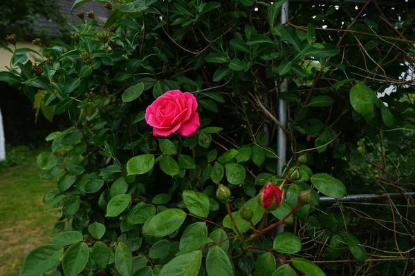 園内のペルゴラの近くに深いピンク色の花を咲かせます ローズは ロサ科のロサ属の木質多年草の開花植物です ドイツ ベルリン — ストック写真