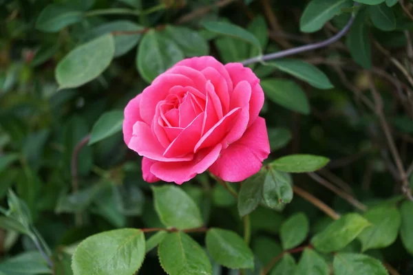 Róża Wspinaczkowa Kwitnie Głębokimi Różowymi Kwiatami Pobliżu Pergoli Ogrodzie Rose — Zdjęcie stockowe