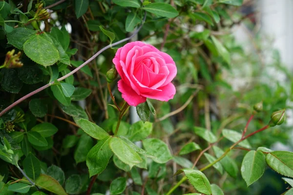 攀爬的玫瑰绽放着深红的花朵 在花园的果子园附近 玫瑰是蔷薇属的一种木质多年生开花植物 属于蔷薇科 德国柏林 — 图库照片