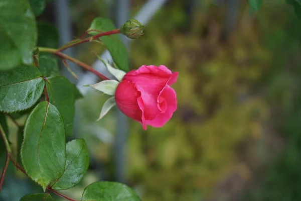 Rose Grimpante Fleurit Avec Des Fleurs Rose Foncé Près Pergola — Photo