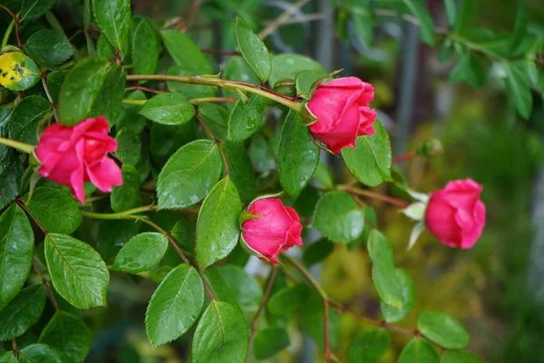 Hegymászó Rózsa Virágzik Mély Rózsaszín Virágok Közelében Pergola Kertben Rose — Stock Fotó