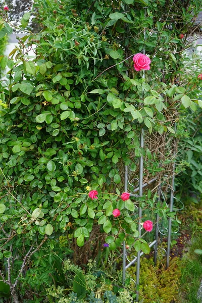 庭のペルゴラの近くには ロニセラ ペリクリムナムや登山用の濃いピンク色のバラが咲きました ローズは ロサ科のロサ属の木質多年草の開花植物です ドイツ ベルリン — ストック写真