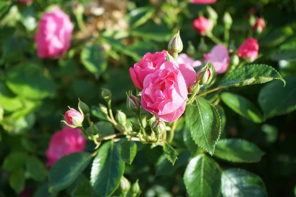 Rózsa Marion Bokor Virágzik Gazdagon Rózsaszín Virágok Kertben Rose Egy — Stock Fotó