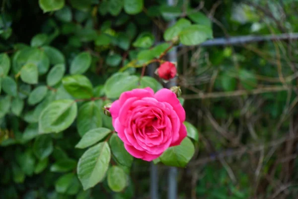 등산하는 장미는 정원에 페르가 근처에 분홍색 꽃들로 피어나고 로즈는 Rosaceae — 스톡 사진