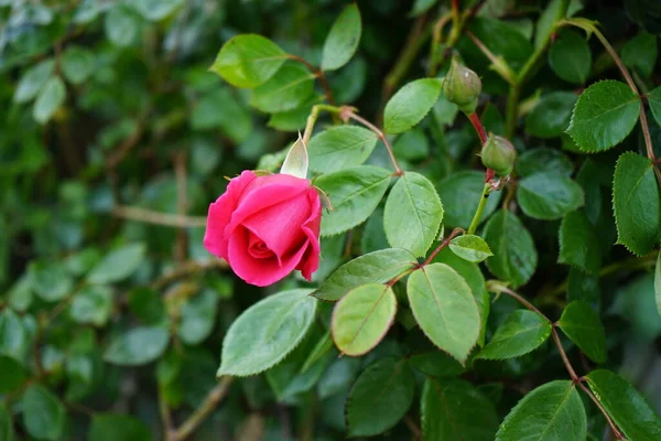 Róża Wspinaczkowa Kwitnie Głębokimi Różowymi Kwiatami Pobliżu Pergoli Ogrodzie Rose — Zdjęcie stockowe