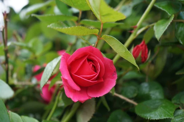 園内のペルゴラの近くに深いピンク色の花を咲かせます ローズは ロサ科のロサ属の木質多年草の開花植物です ドイツ ベルリン — ストック写真