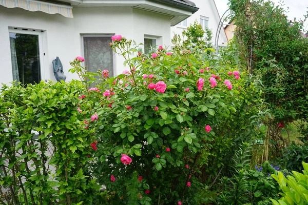 庭にピンクの花を咲かせるバラの マリオン ブッシュ ローズは ロサ科のロサ属の木質多年草の開花植物です ドイツ ベルリン — ストック写真