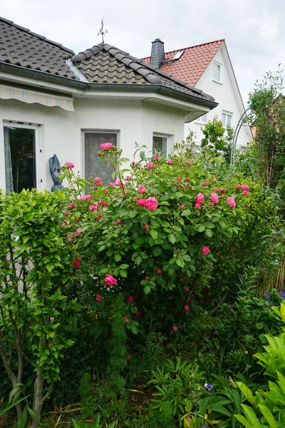 Кущ Роуз Меріон Рясно Цвіте Рожевими Квітами Саду Rose Дерев — стокове фото