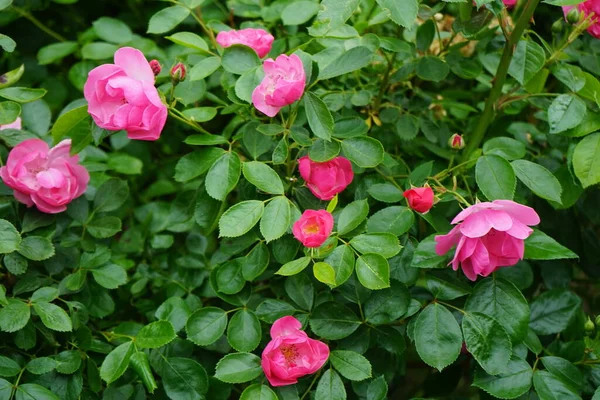 庭にピンクの花を咲かせるバラの マリオン ブッシュ ローズは ロサ科のロサ属の木質多年草の開花植物です ドイツ ベルリン — ストック写真