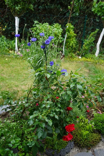 Μπλε Λουλούδια Της Centaurea Cyanus Και Κόκκινα Λουλούδια Του Κρεβατιού — Φωτογραφία Αρχείου