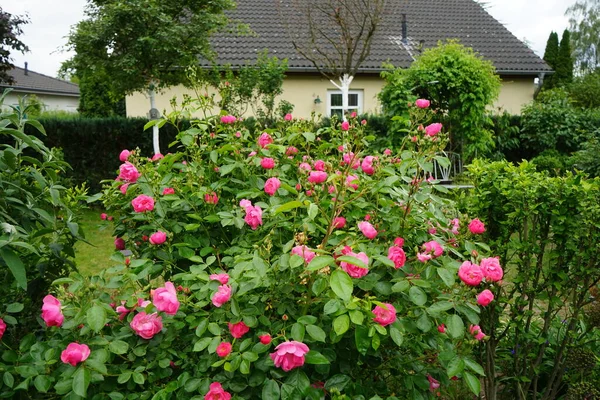 Rose Cespuglio Marion Fiorisce Abbondantemente Con Fiori Rosa Giardino Rosa — Foto Stock