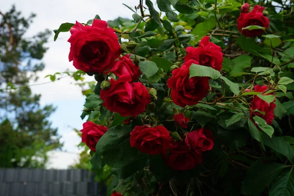Червні Саду Цвітуть Троянди Червоними Квітами Rose Дерев Яна Багаторічна — стокове фото