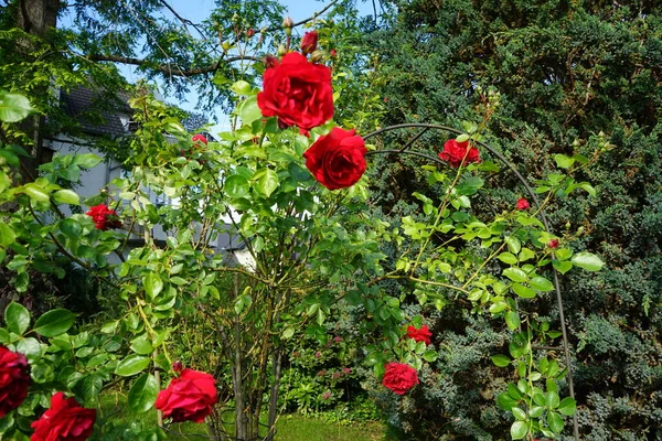 Mászó Rózsa Júniusban Vörös Virágokkal Virágzik Kertben Rose Egy Fás — Stock Fotó
