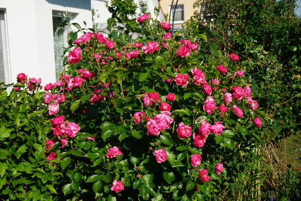 Rose Marion Struik Bloeit Rijkelijk Met Roze Bloemen Tuin Rosa — Stockfoto