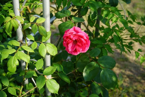 Αναρριχητικό Τριαντάφυλλο Ανθίζει Βαθιά Ροζ Λουλούδια Κοντά Στην Πέργκολα Στον — Φωτογραφία Αρχείου