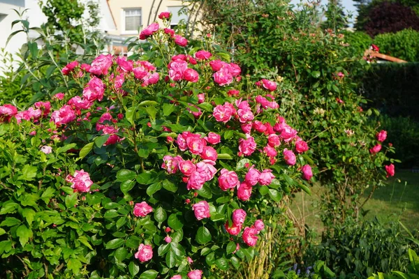 Rose Marion Pensas Kukkii Runsaasti Vaaleanpunaisia Kukkia Puutarhassa Rose Puinen — kuvapankkivalokuva