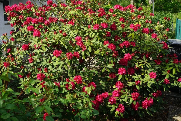 Rhododendron Met Roze Rode Bloemen Bloeit Tuin Mei Rhododendron Een — Stockfoto
