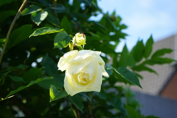 Αναρρίχηση Τριαντάφυλλο Elfe Λουλούδια Κρέμα Ανθίζει Στον Κήπο Τριαντάφυλλο Είναι — Φωτογραφία Αρχείου