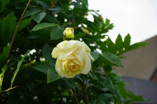 Αναρρίχηση Τριαντάφυλλο Elfe Λουλούδια Κρέμα Ανθίζει Στον Κήπο Τριαντάφυλλο Είναι — Φωτογραφία Αρχείου