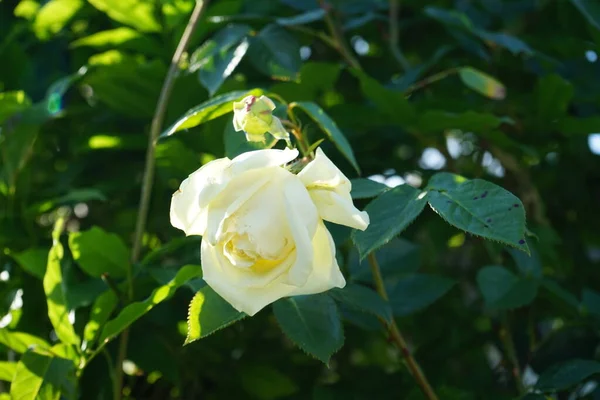 爬上玫瑰 Elfe 花园里开满了奶油花 玫瑰是蔷薇属的一种木质多年生开花植物 属于蔷薇科 德国柏林 — 图库照片