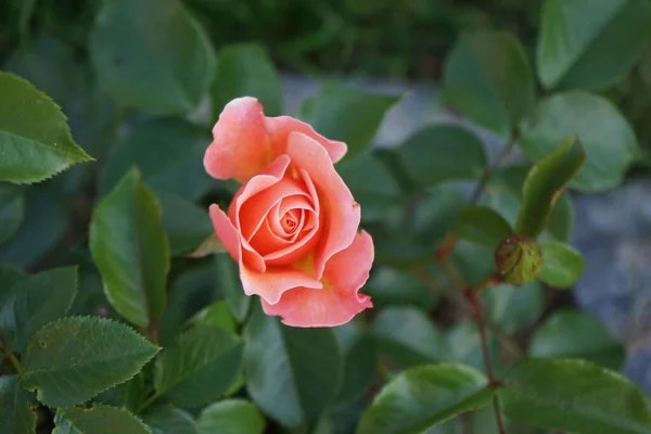 Kwiat Róży Kwiat Kwiat Pomarańczy Kwiaty Czerwcu Rose Jest Drzewiastą — Zdjęcie stockowe
