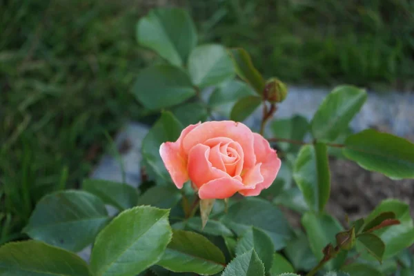 六月的时候 这种花在花丛中盛开橘红色的花 玫瑰是蔷薇属的一种木质多年生开花植物 属于蔷薇科 德国柏林 — 图库照片