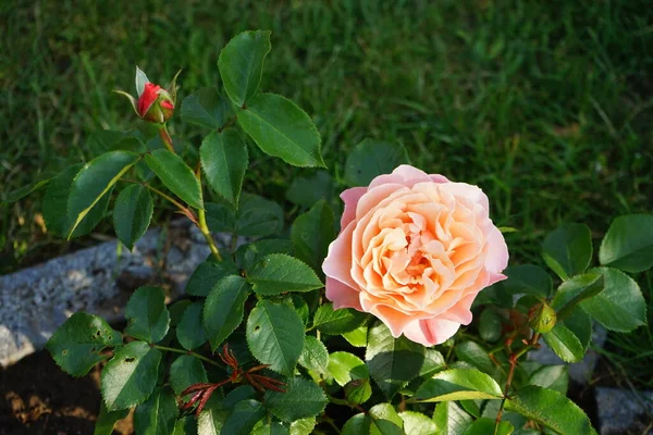 Rozenstruik Bloeit Juni Oranje Bloemen Rosa Een Plant Uit Rozenfamilie — Stockfoto