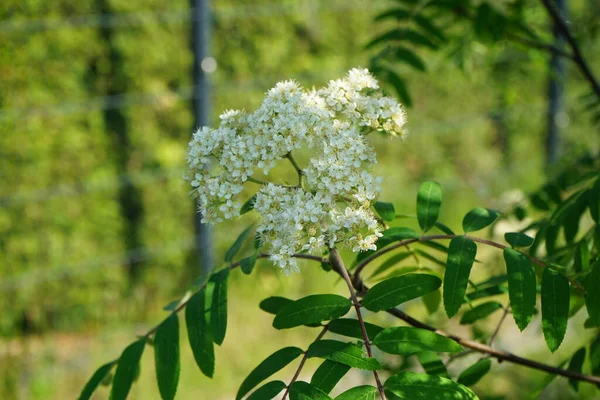 Sorbus Aucuparia Blooms May Sorbus Aucuparia Commonly Called Rowan Mountain — Photo