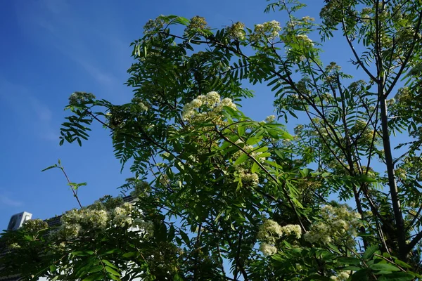 Sorbus Aucuparia Blooms May Sorbus Aucuparia Commonly Called Rowan Mountain — Foto de Stock