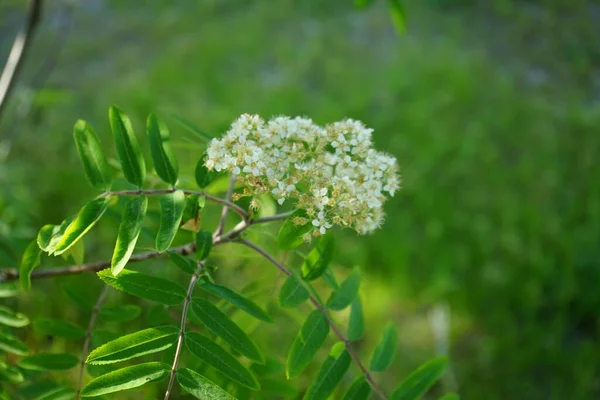 Sorbus Aucuparia Blooms May Sorbus Aucuparia Commonly Called Rowan Mountain — Foto Stock