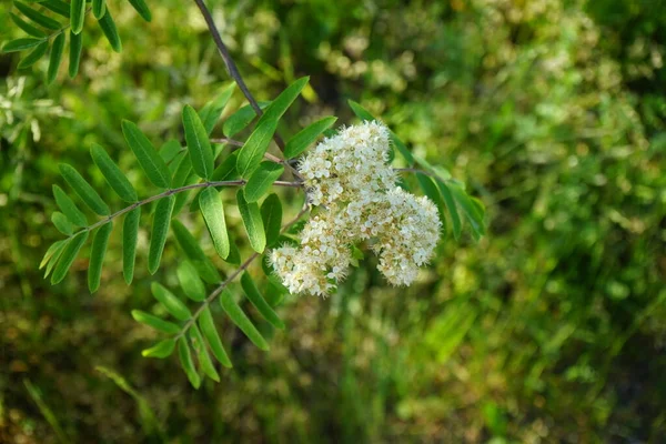 5月にはソルバス オークスピアが咲きます ソルバス アウクスピア Sorbus Auduparia 一般的にはローワンと山灰と呼ばれ バラ科の落葉樹や低木の一種である ドイツ ベルリン — ストック写真