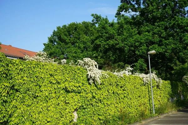 Белые Цветы Спирея Висят Над Изгородью Parthenocissus Tricuspidata Parthenocissus Tricuspidata — стоковое фото