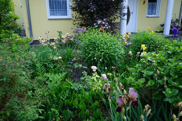 開花ブッシュを持つ家の前の花壇6月には ハナショウブ アキレジアなどの植物の花や花 ドイツ ベルリン — ストック写真