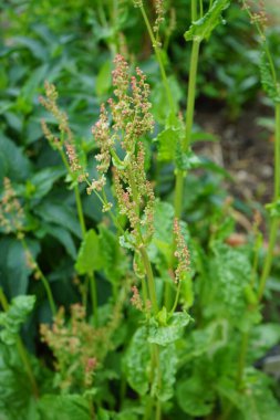 Mayıs ayında bahçede sorrel çiçekleri açar. Sorrel (