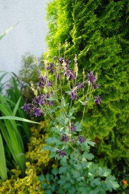 Aquilegia mayıs ayında bahçede çiçek açar. Aquilegia, büyükannemin başlığı olan Columbine, düğünçiçeği familyasından bir kuş türü. Berlin, Almanya 