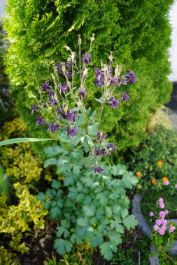 Aquilegia mayıs ayında bahçede çiçek açar. Aquilegia, büyükannemin başlığı olan Columbine, düğünçiçeği familyasından bir kuş türü. Berlin, Almanya 