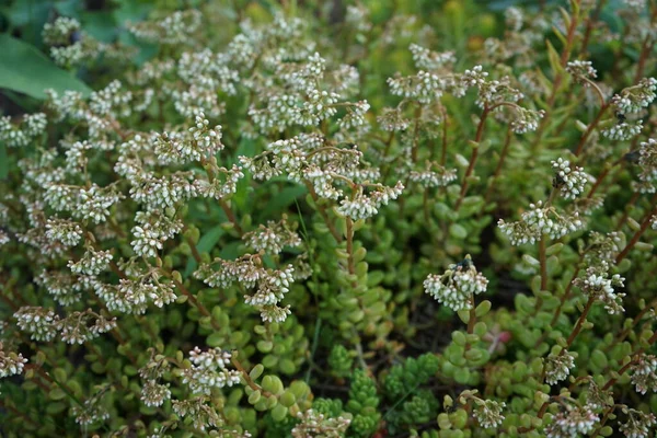Sedum Albümü Haziran Çiçek Açacak Sedum Albümü White Stonecrop Crassulaceae — Stok fotoğraf