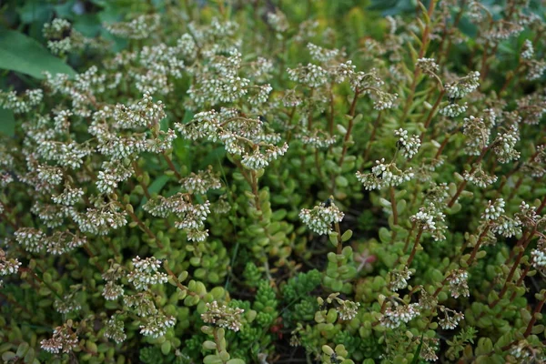 Sedum Albümü Haziran Çiçek Açacak Sedum Albümü White Stonecrop Crassulaceae — Stok fotoğraf