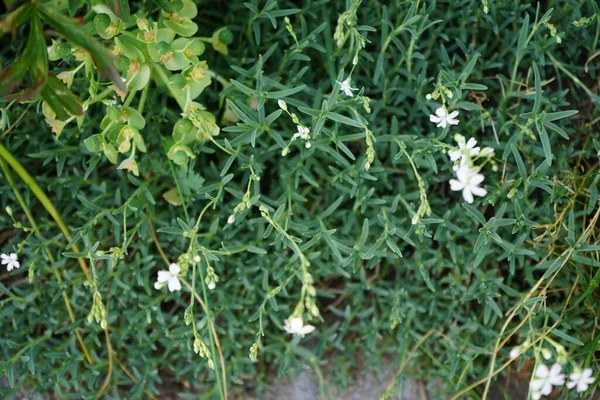番石榴在花园里开着白花 开了许多花 石榴属植物是石榴科的一种开花植物 是高山石榴科植物中的一种 德国柏林 — 图库照片